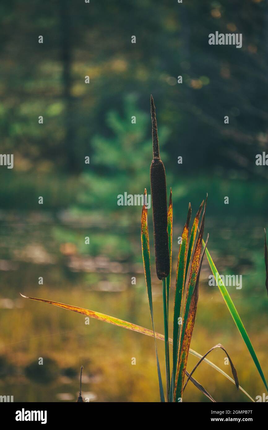 Cattail plant next to a swamp in Estonia Stock Photo Alamy