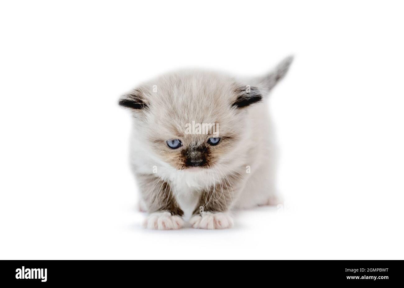 Ragdoll kitten isolated on white background Stock Photo - Alamy