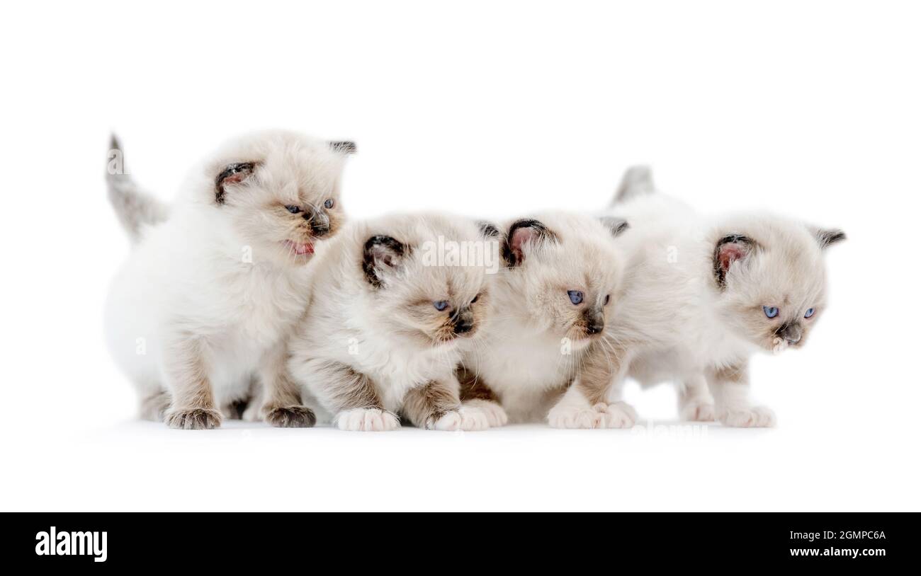 Ragdoll kittens isolated on white background Stock Photo - Alamy