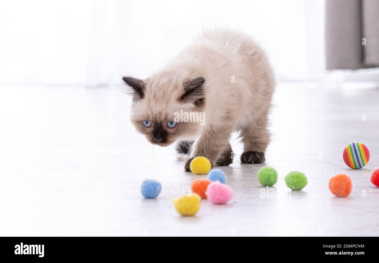 Kitten Ragdoll playing with toys Stock Photo Alamy