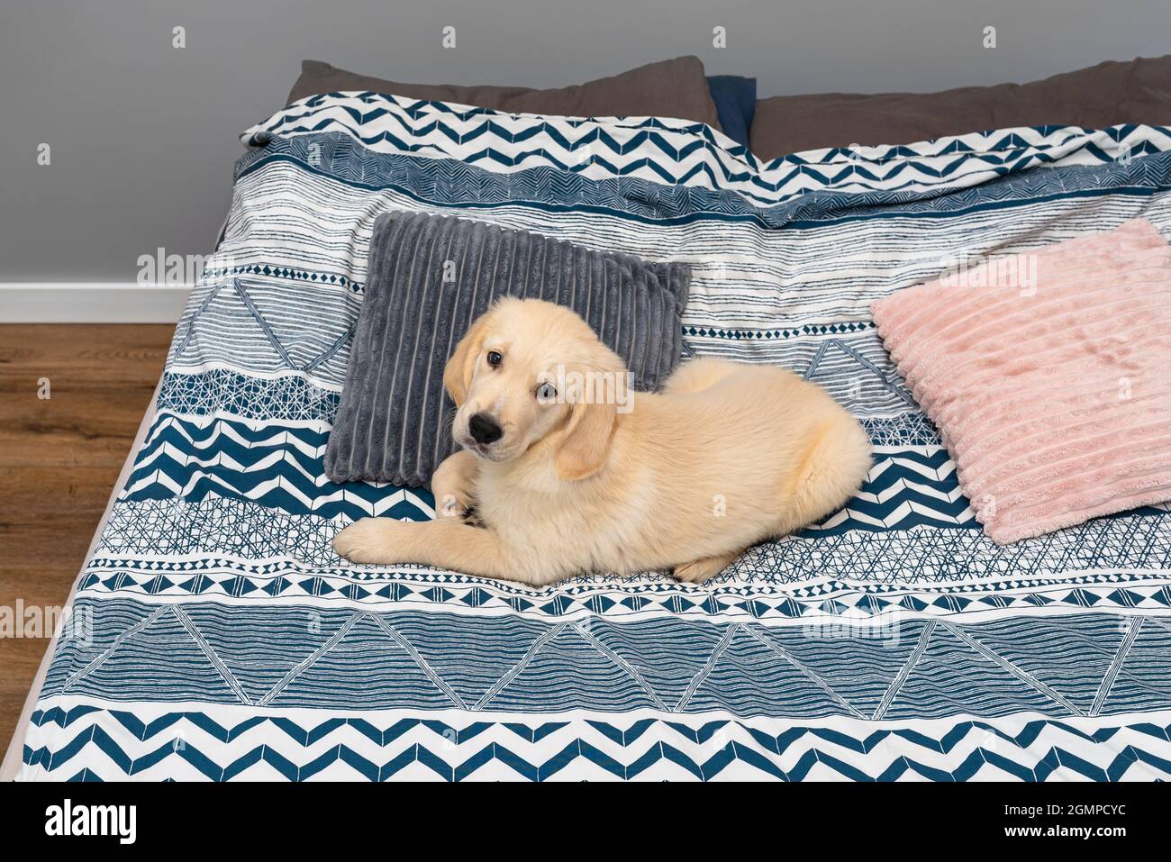 The male golden retriever puppy is lying on the bed on the sheets in the bedroom Stock Photo Alamy