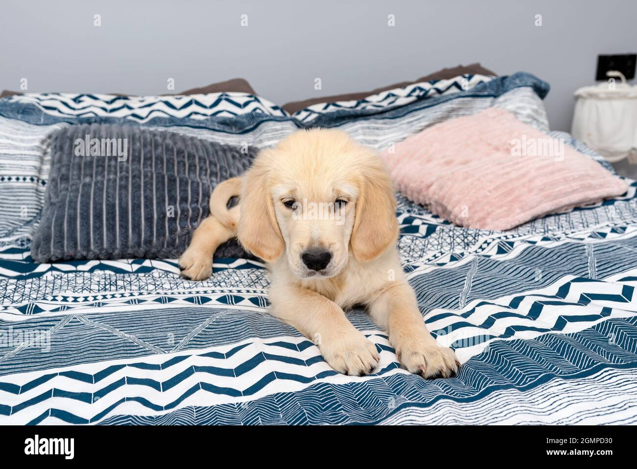 The male golden retriever puppy is lying on the bed on the sheets in