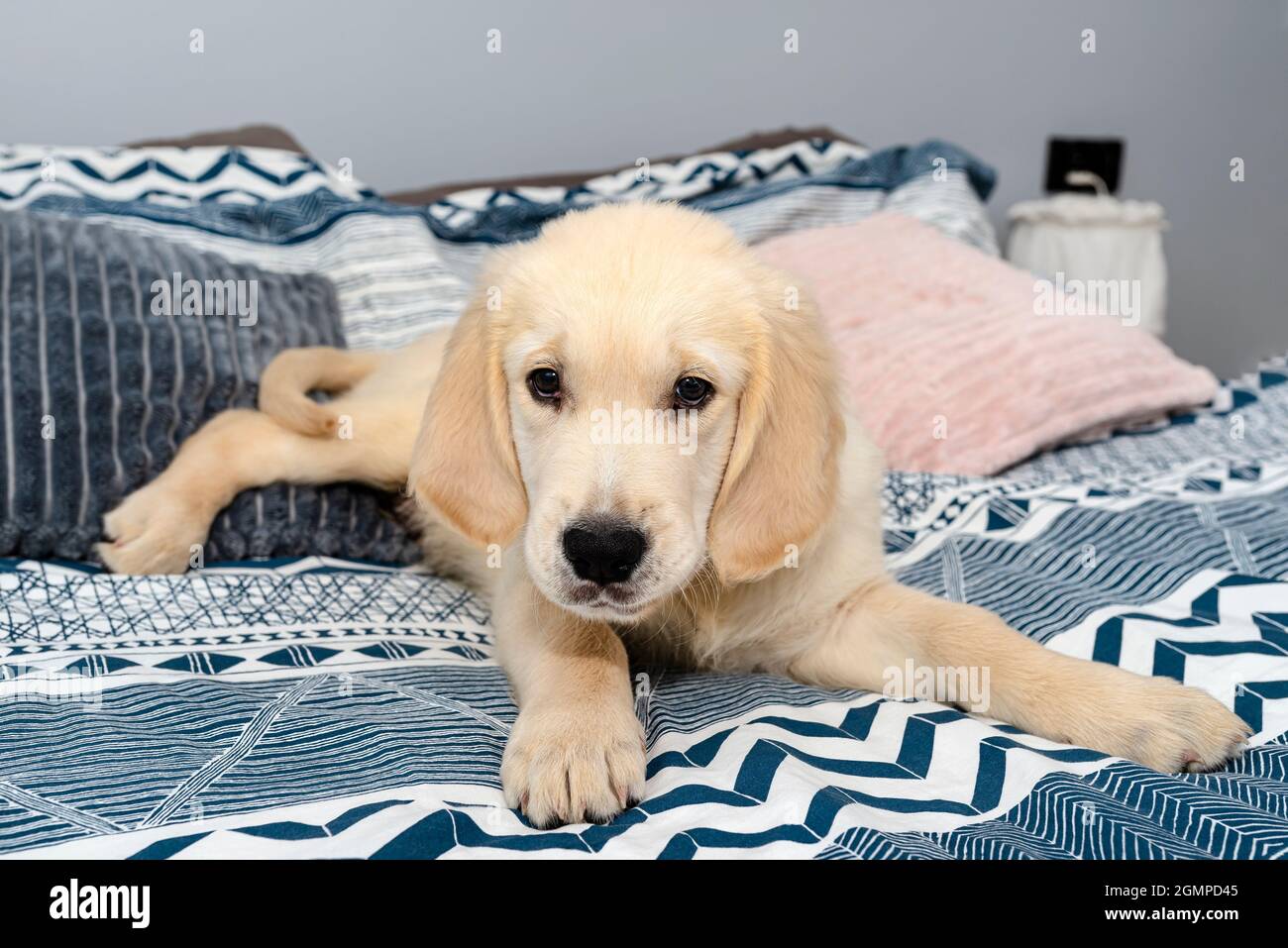 Golden retriever puppy bed online