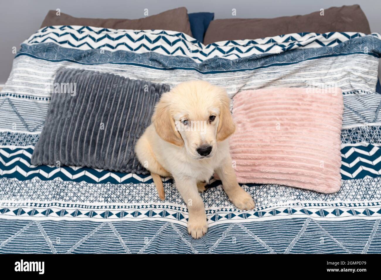 The male golden retriever puppy is sitting on the bed on the sheets in