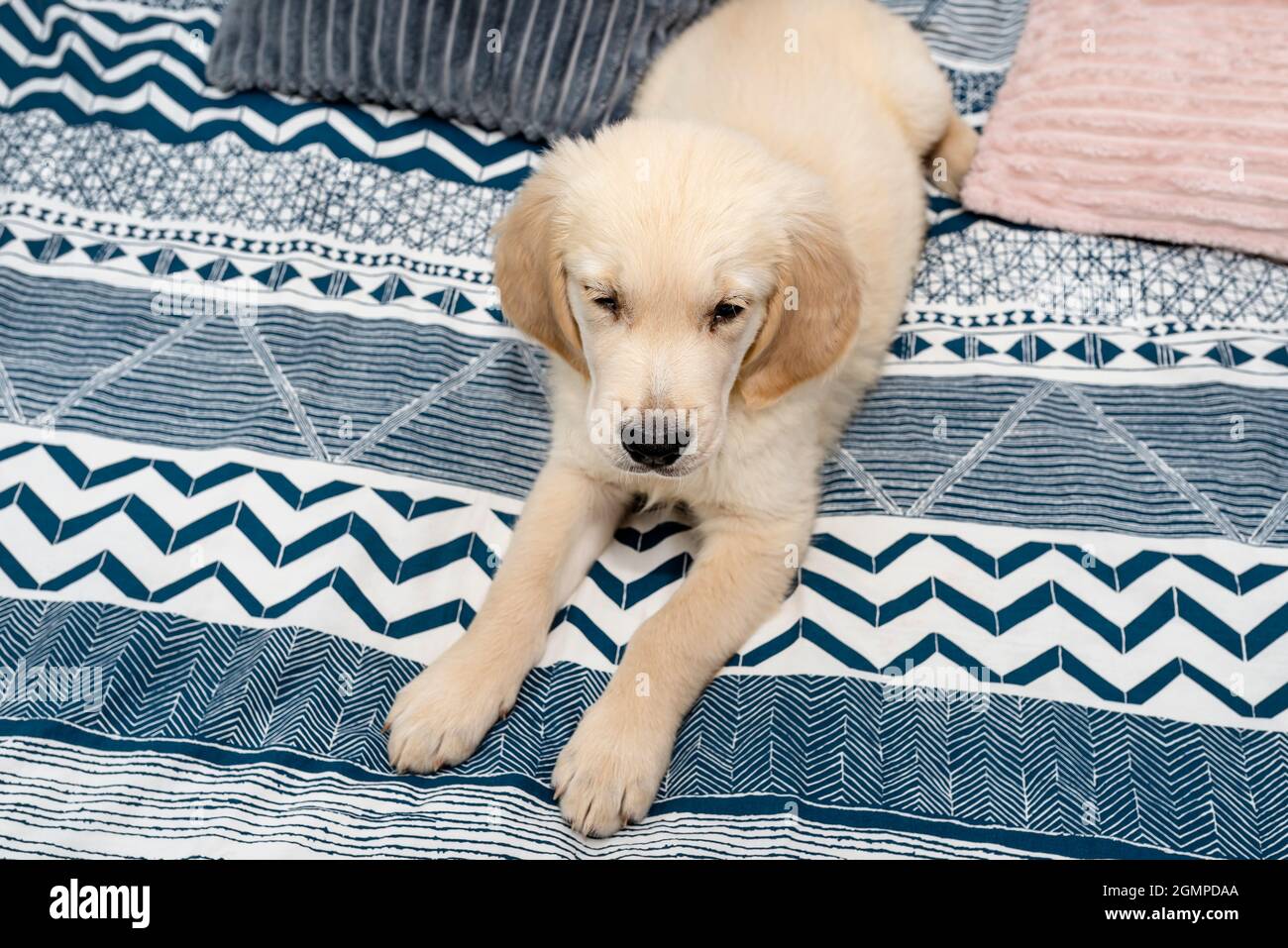 The male golden retriever puppy is lying on the bed on the sheets in