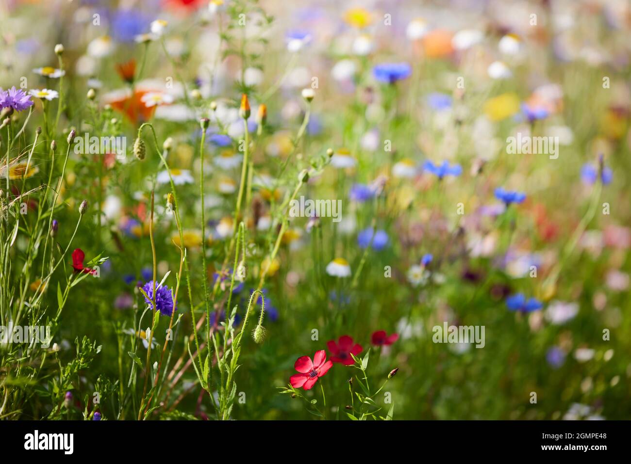 Close Up Of Beautiful Colourful Field Of Wild Flowers Growing Stock ...