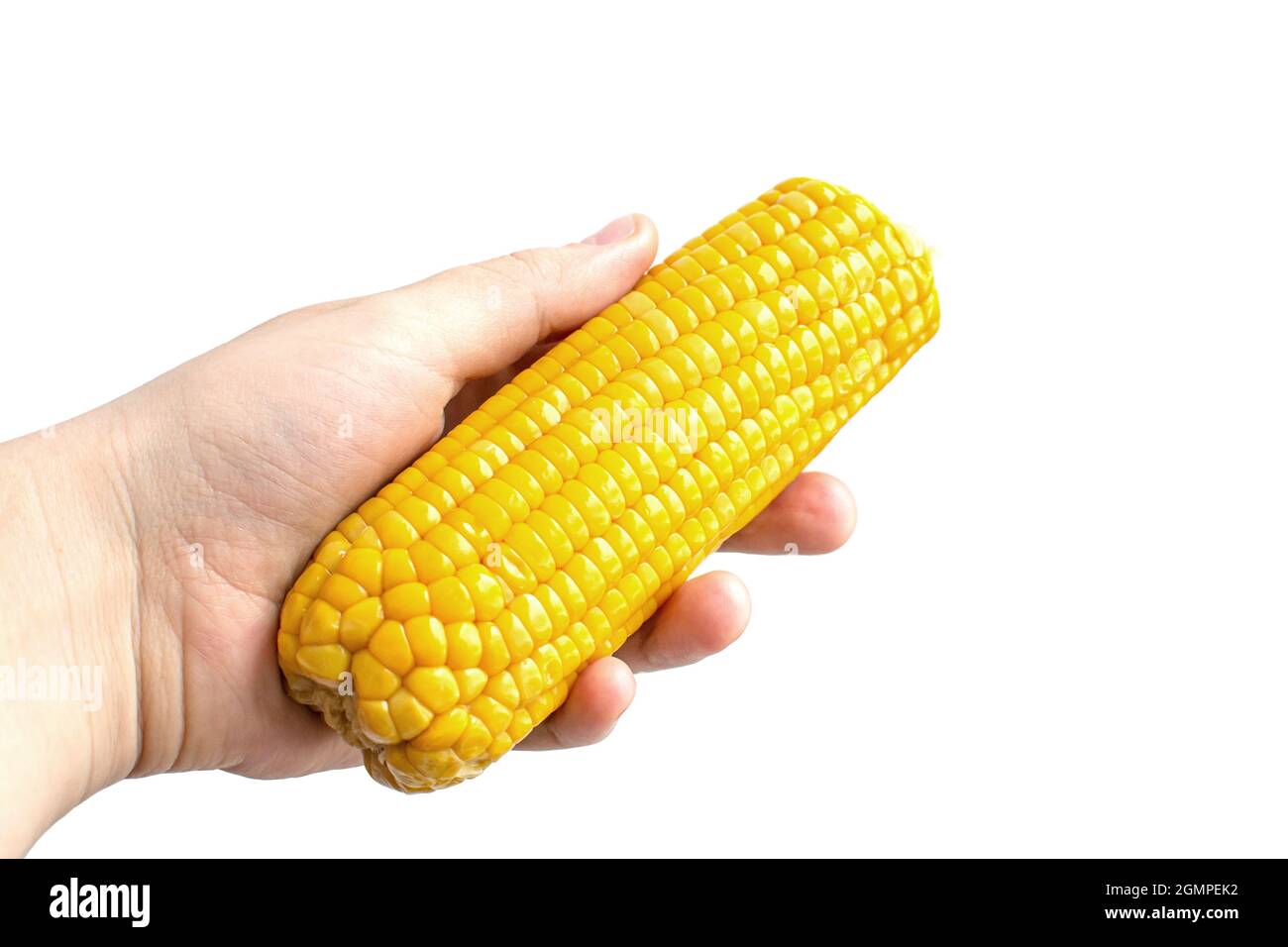boiled corn in hand on white background Stock Photo