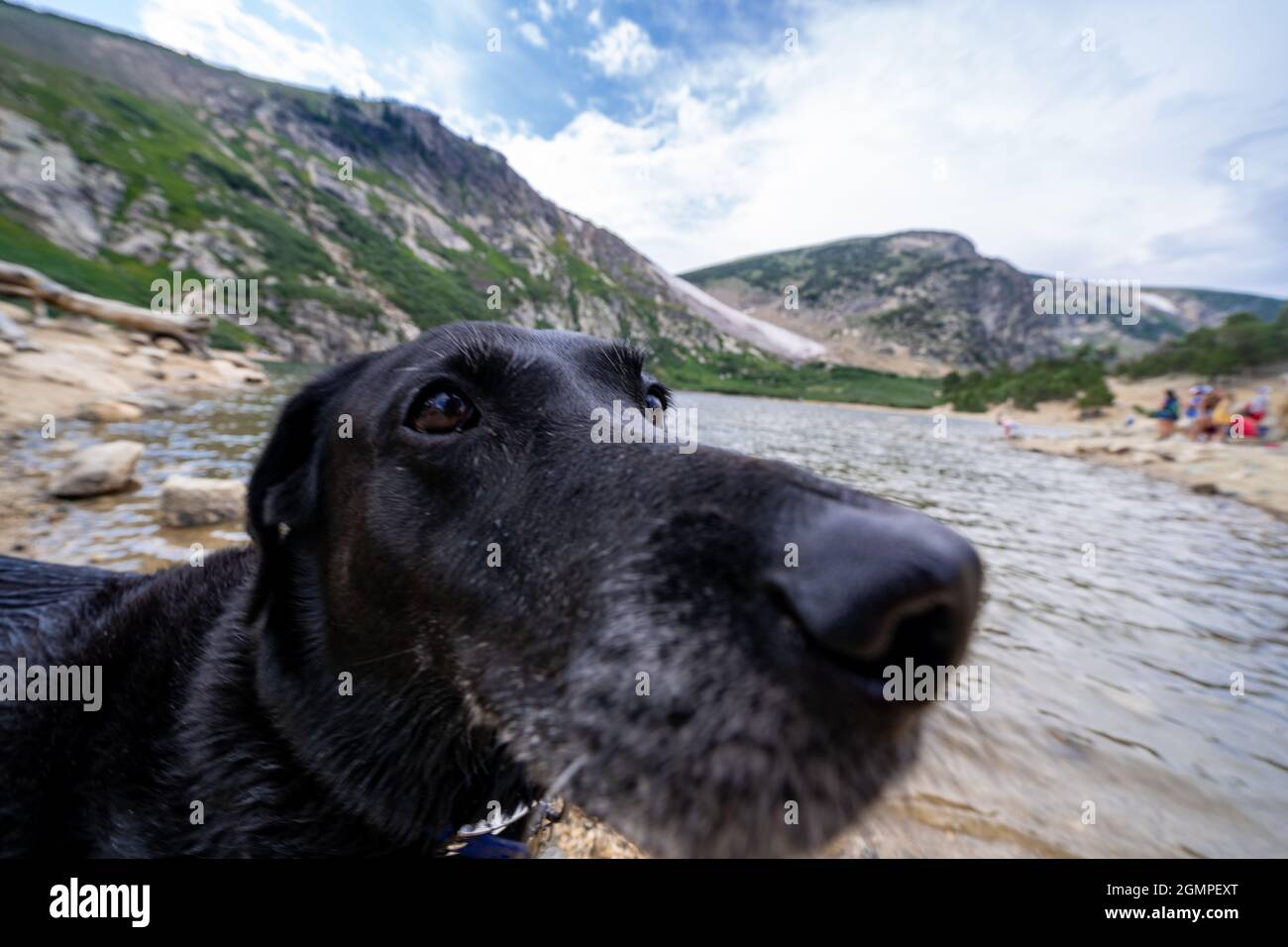 Saint cheap black lab