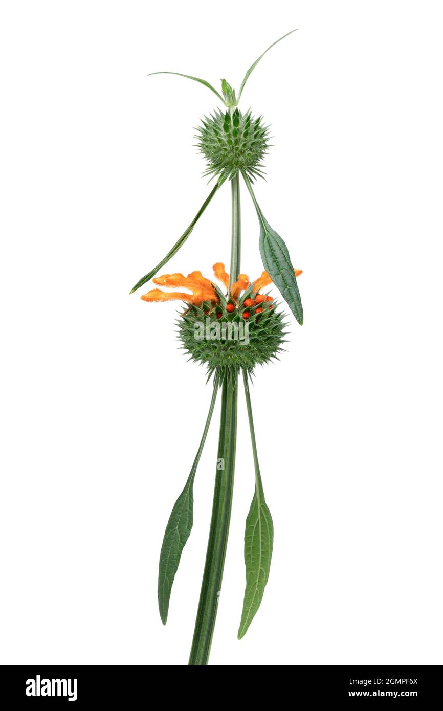 Single fresh orange Leonotis Leonurus flower on white background Stock Photo