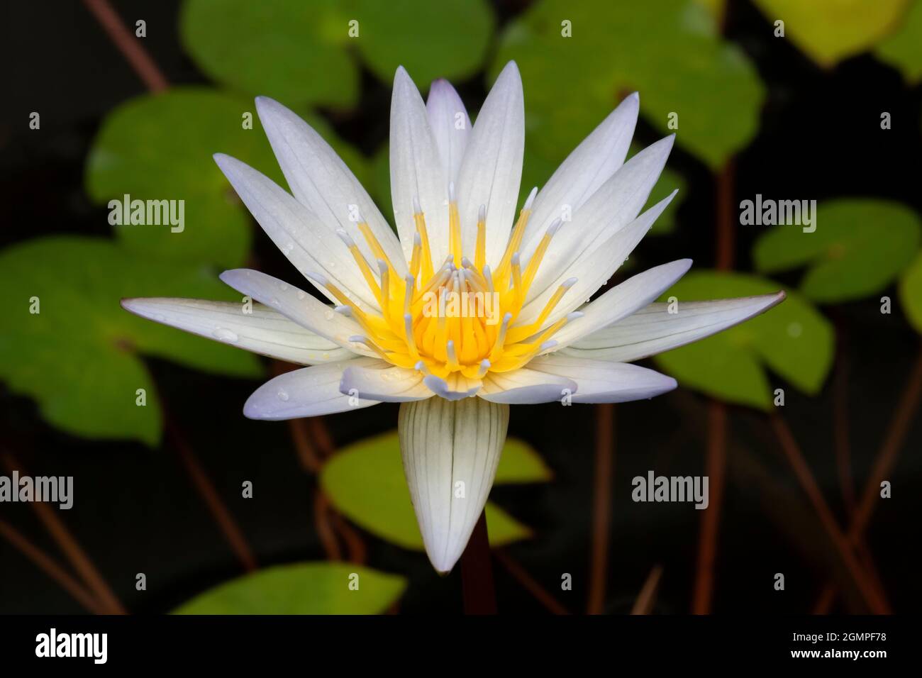 Single Water lily flower flower close up Stock Photo