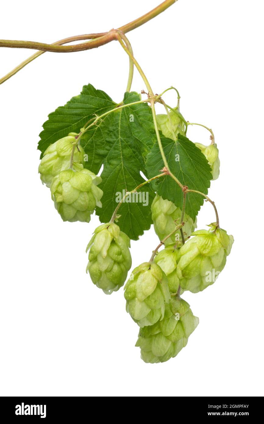 Twig of fresh green common hop on white background close up Stock Photo