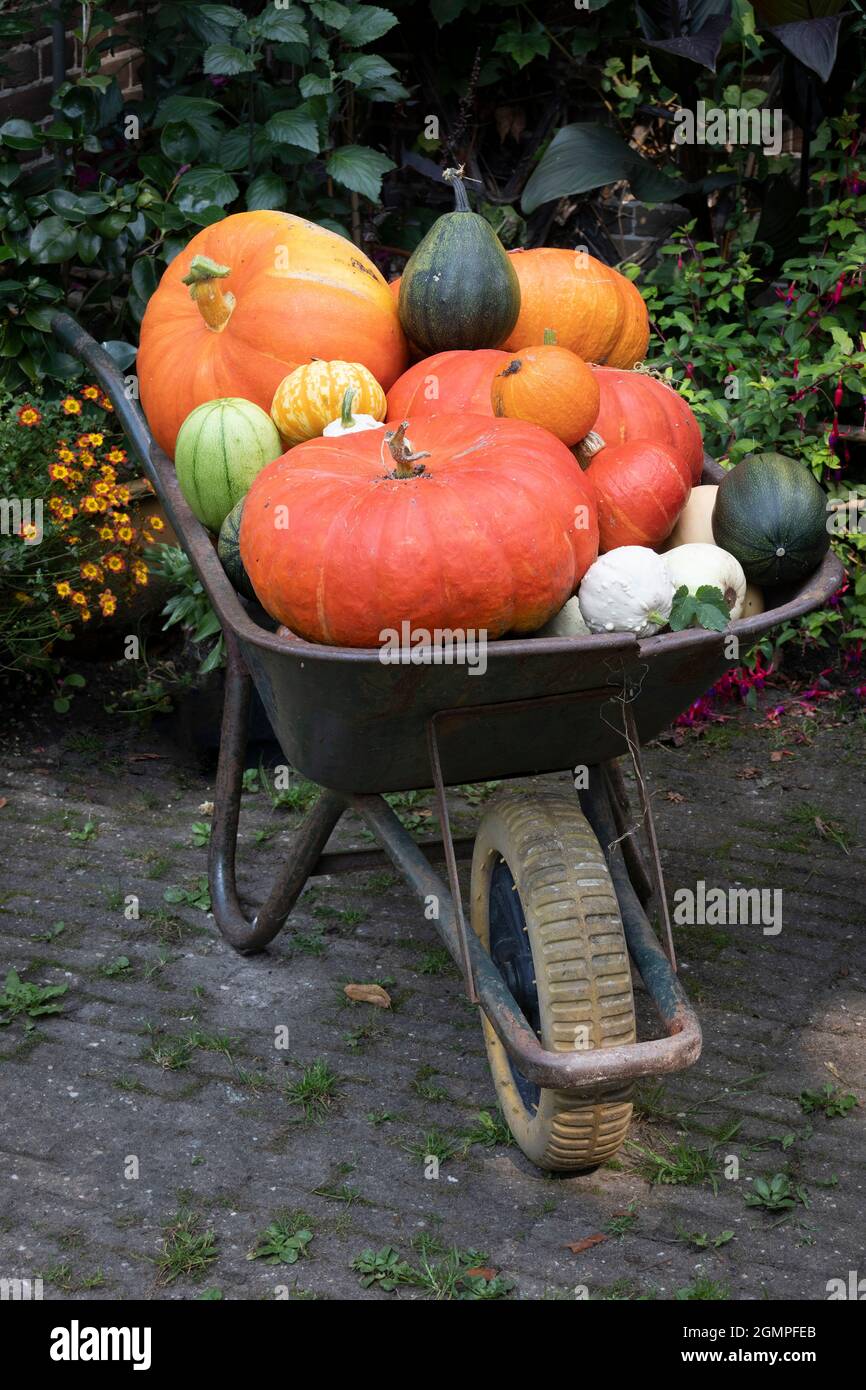 Wheelbarrow with a variety of different pumpkins in autumn close uo Stock Photo