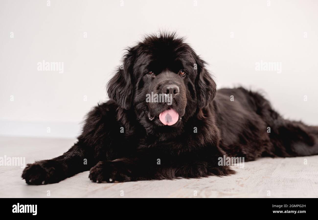 Newfoundland dog lying on floor indoors Stock Photo