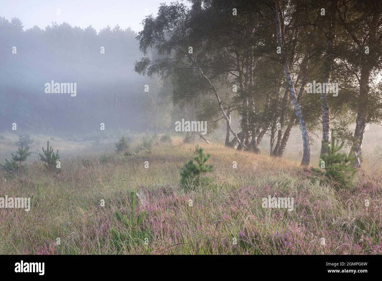 beautiful foggy morning with blooming heather flowers, Limburg, Netherlands Stock Photo