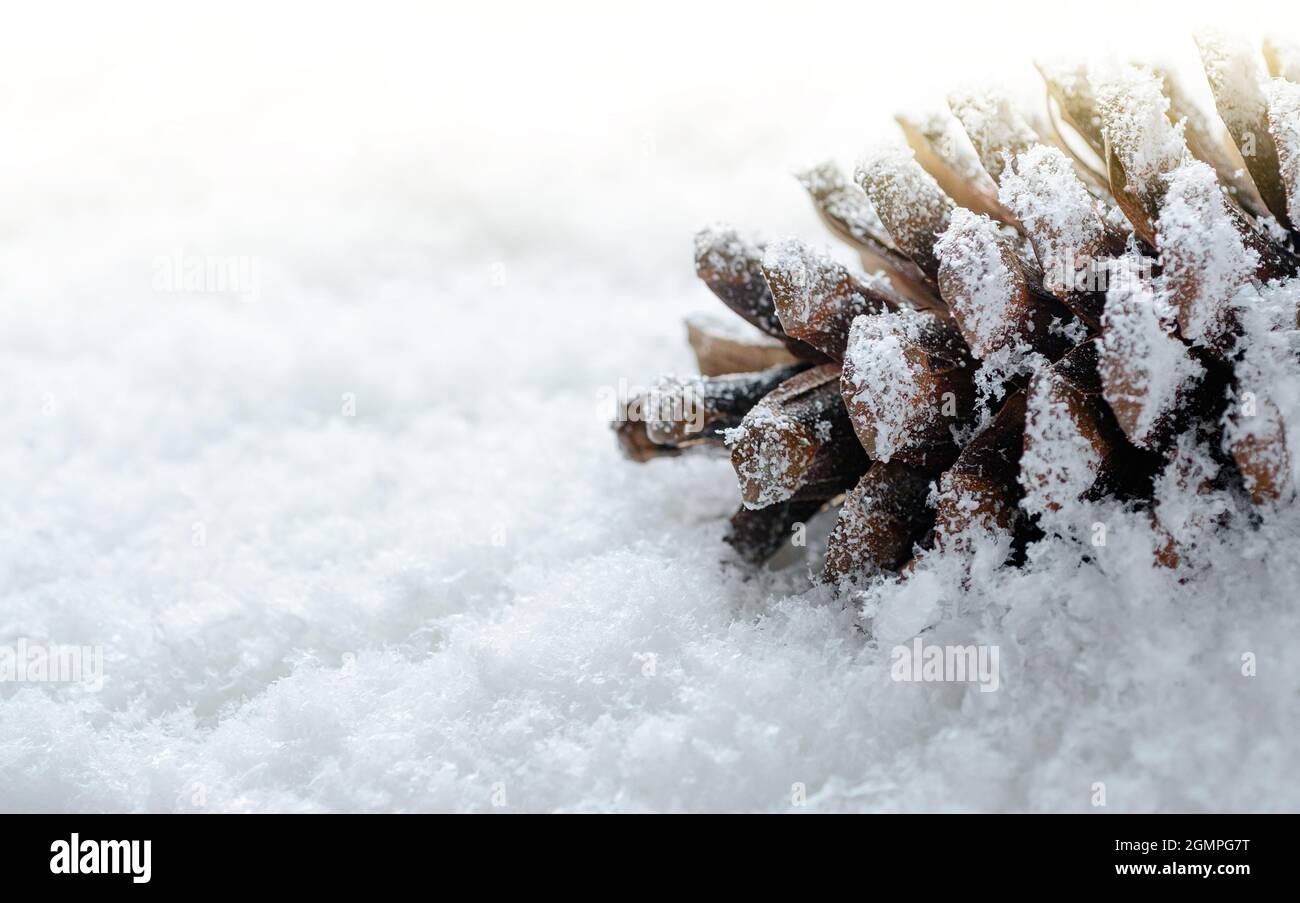 Frosted pine cone frost hi-res stock photography and images - Alamy