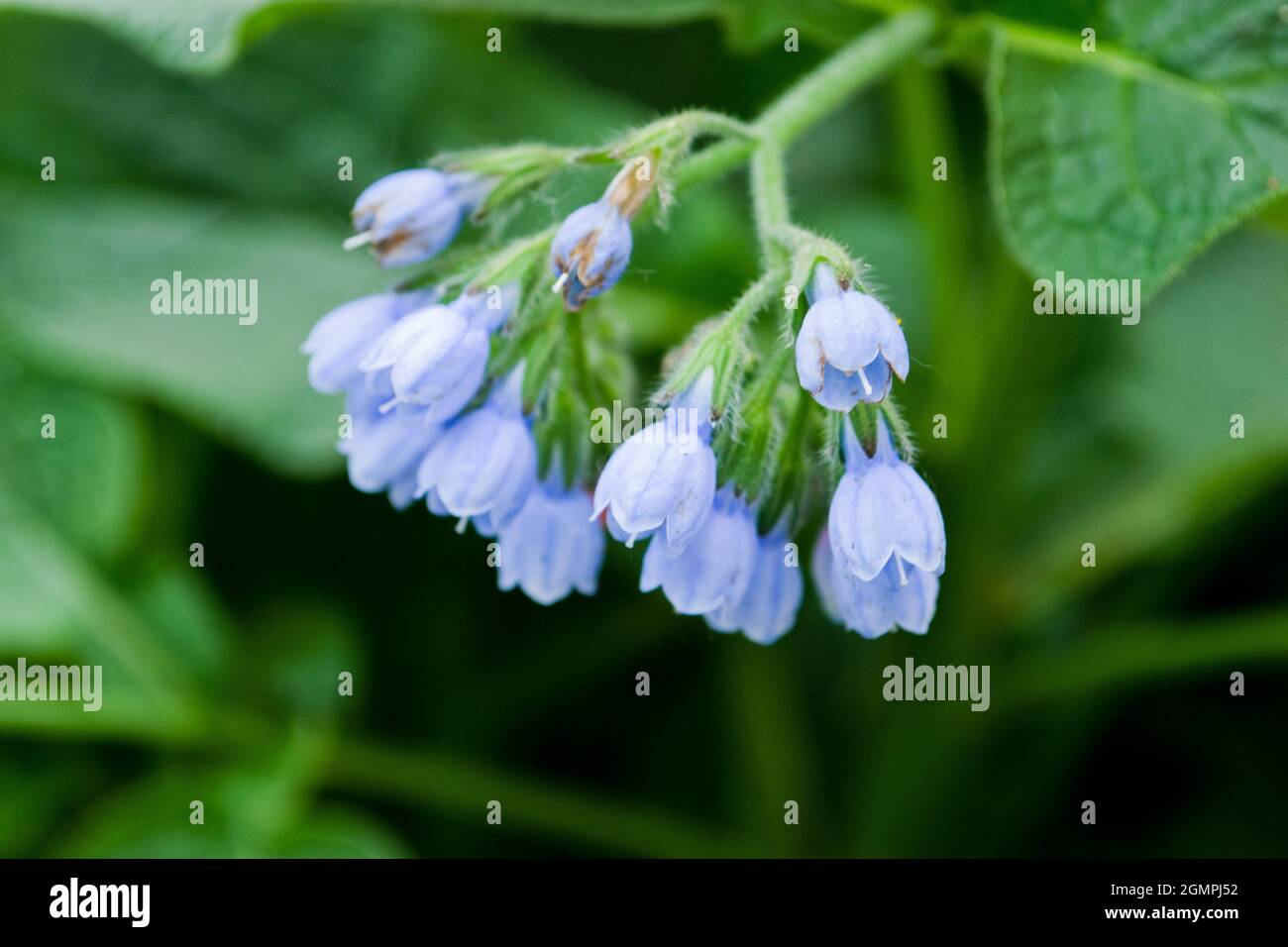 Selective closeup of a blue comfrey Caucasian (Symphytum caucasicum) Stock Photo