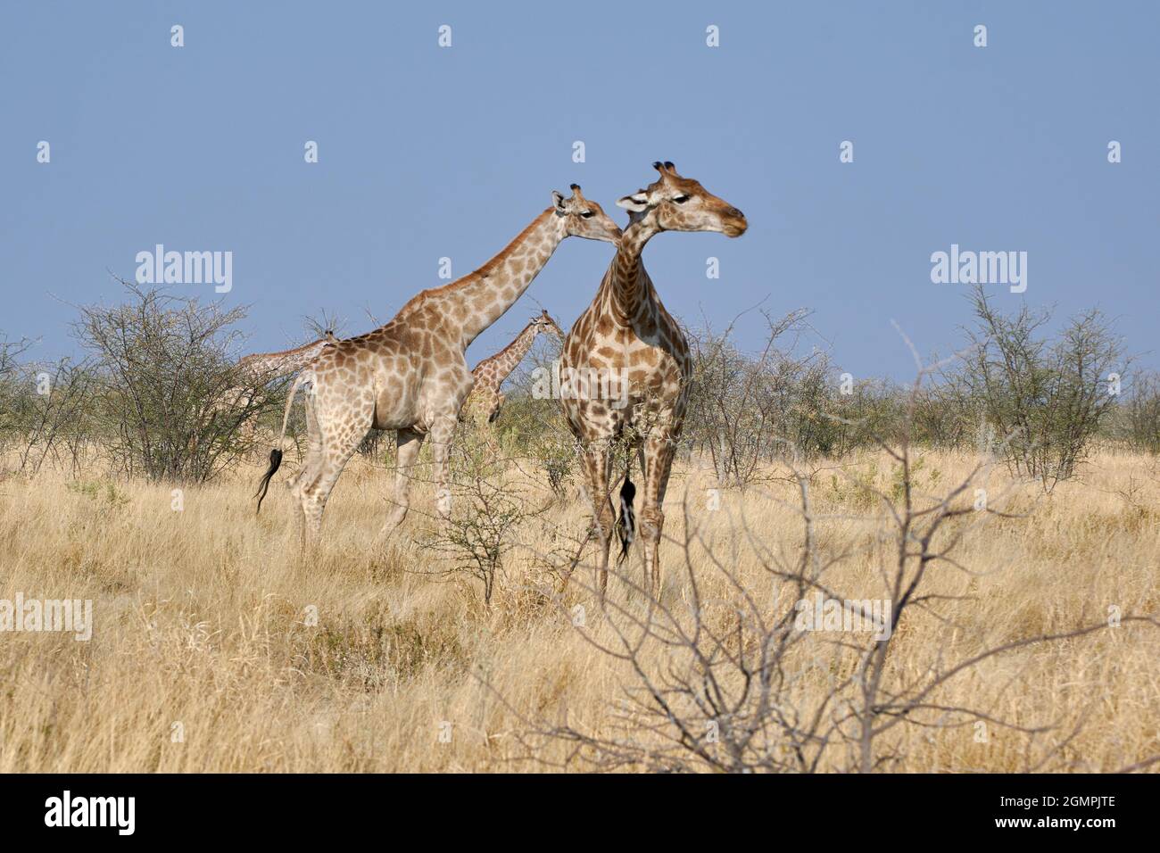 Angolan giraffe herd (Giraffa camelopardalis) in grassland at Etosha national park, Namibia, Africa. Stock Photo