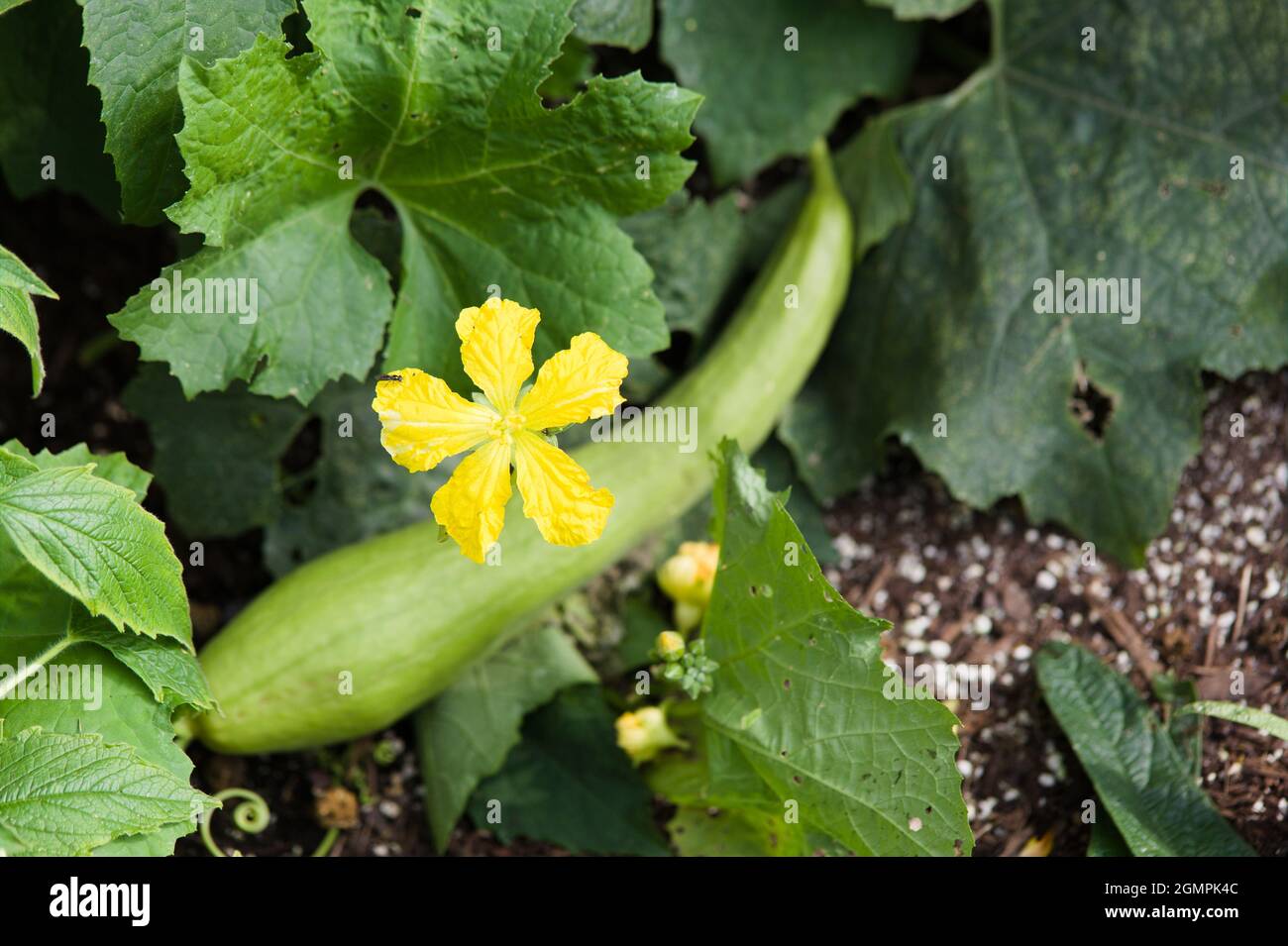 Close-up of a subtropical vegetable Loofah plant growing from a vine ( Luffa cylindrica ) Stock Photo