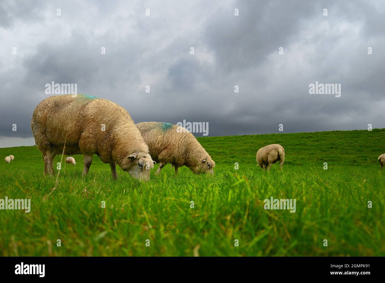 sheep on the dike in northern germany Stock Photo