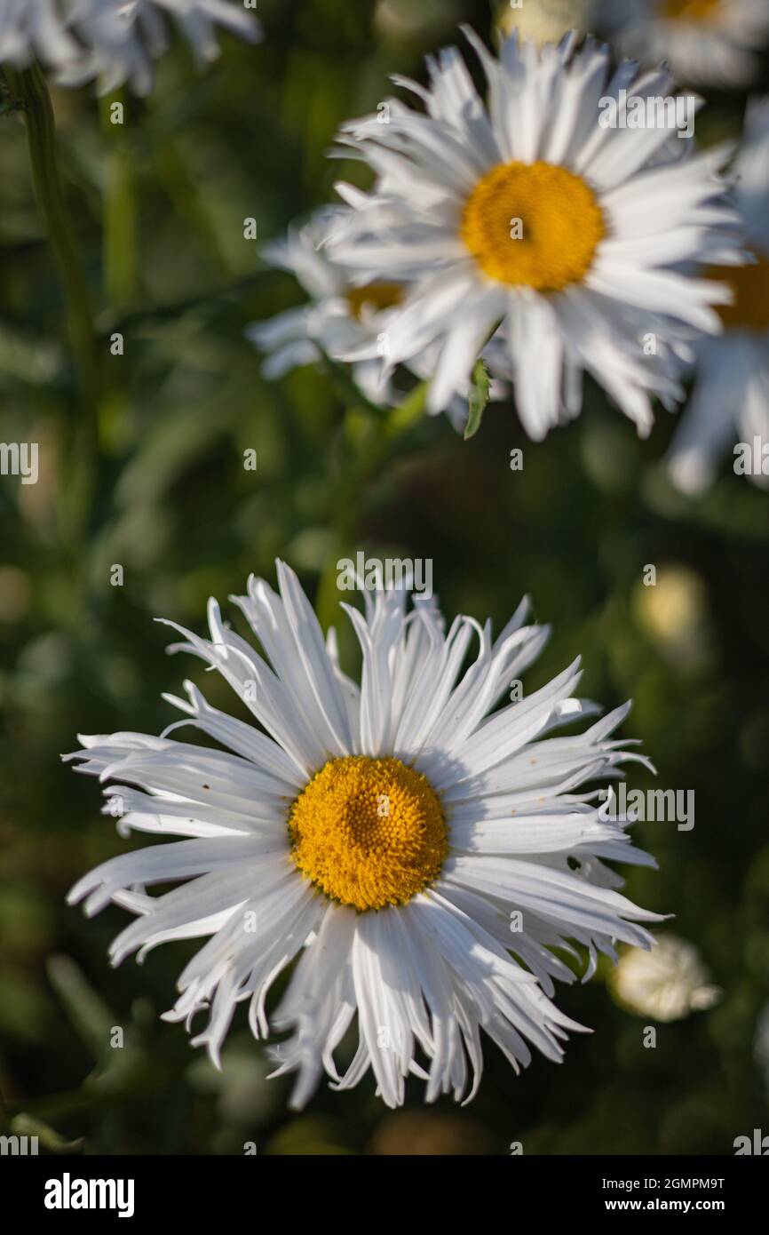 Beautiful Flower Stock Photo
