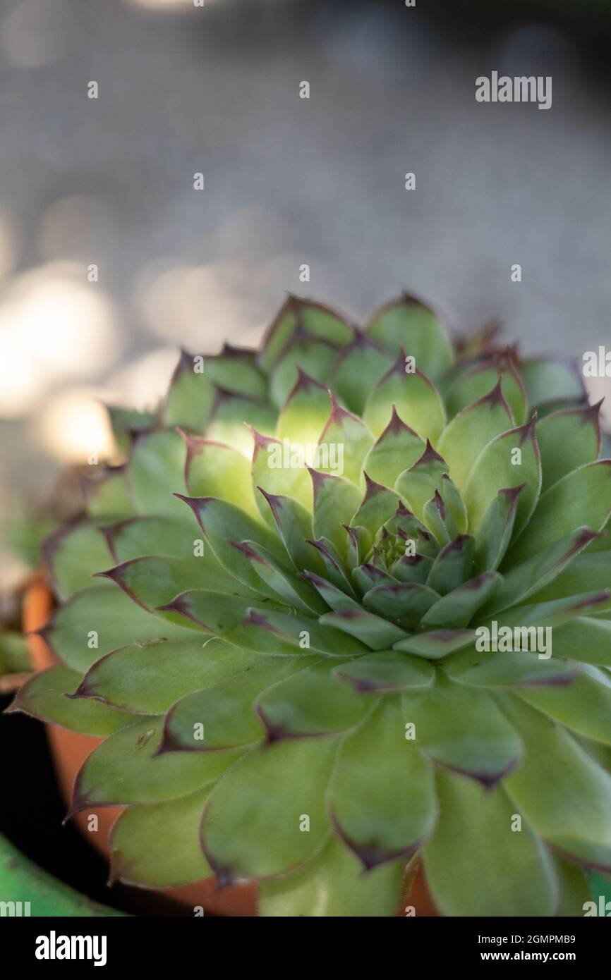 Rose flower photographs hi-res stock photography and images - Alamy