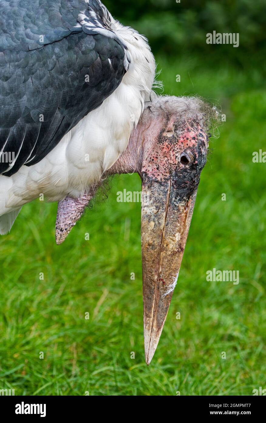 Marabou stork (Leptoptilos crumenifer / Leptoptilos crumeniferus) close up portrait showing large beak and gular sac, native to Africa Stock Photo