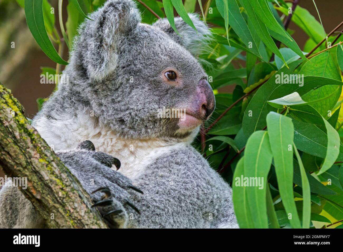 Koala (Phascolarctos cinereus) resting in tree, marsupial native to Australia Stock Photo