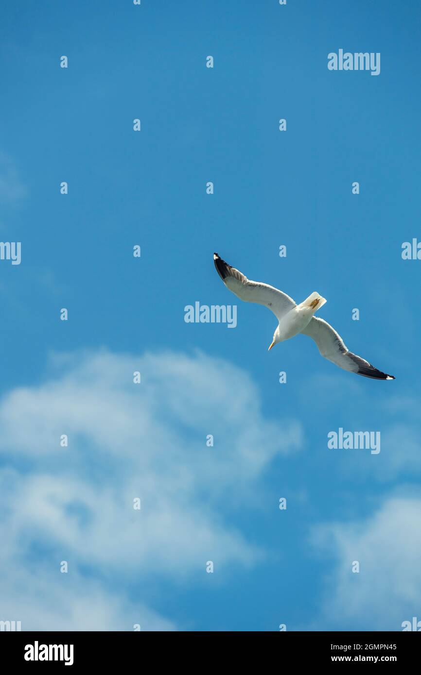Seagull flying in a blue sky with white clouds Stock Photo - Alamy
