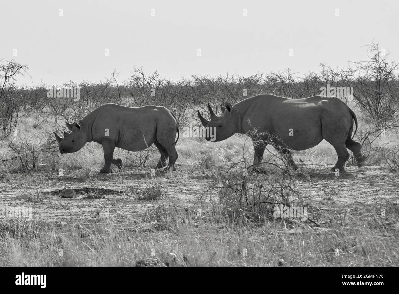 Two Black rhinos (Diceros bicornis) at Etosha wildlife reserve, Namibia. Stock Photo