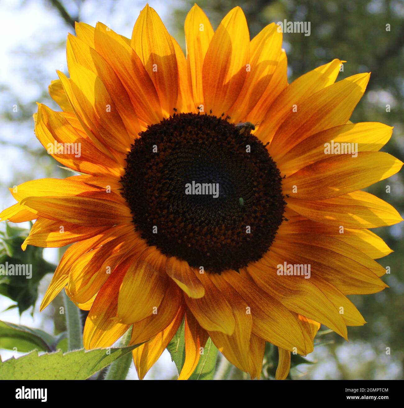 Orange and yellow sunflower Stock Photo Alamy