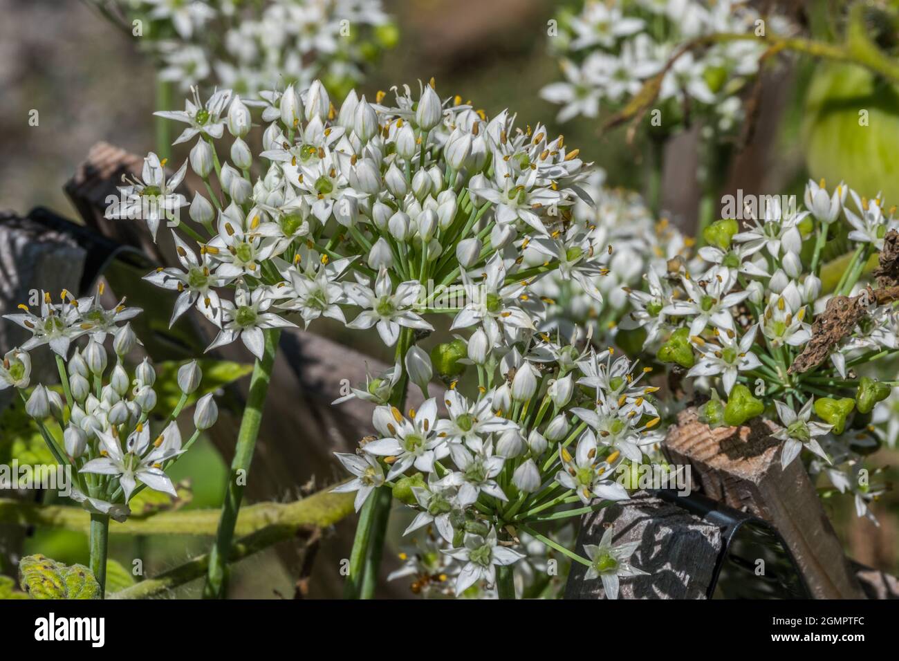white allium plant also called a ornamental onion with little flowers opening up clustered together growing in a garden closeup Stock Photo