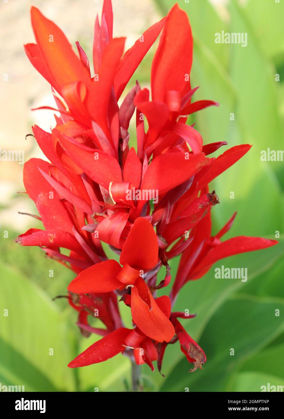 Canna Flower close up. Stock Photo
