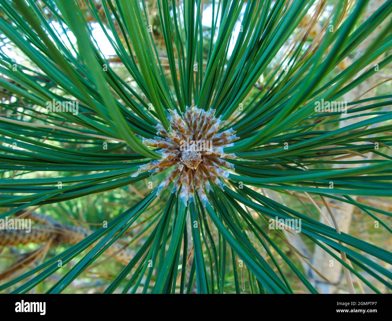 The long radiating  needles of a Ponderosa Pine Stock Photo