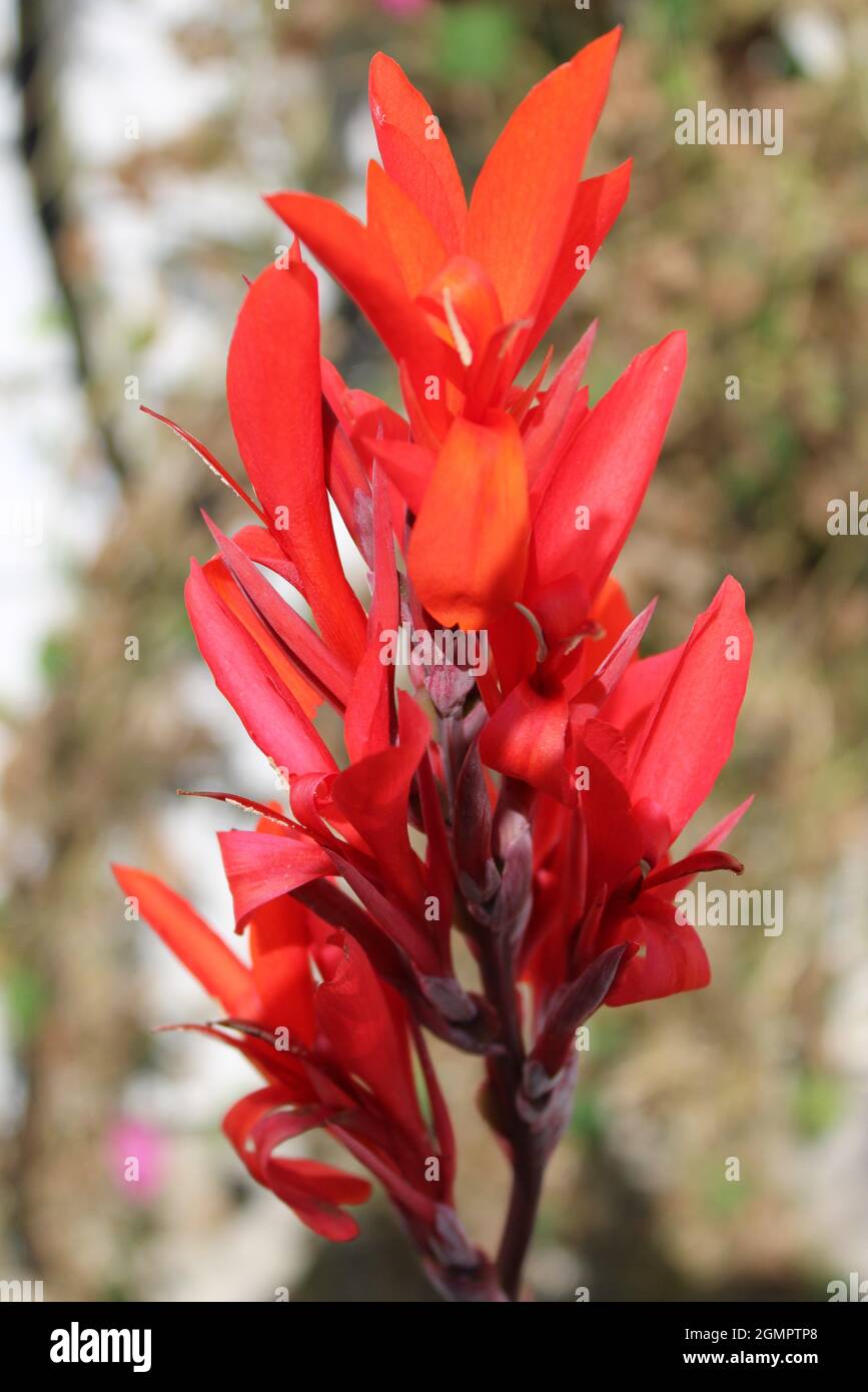 Beautiful Cannas Lily Flower. Stock Photo
