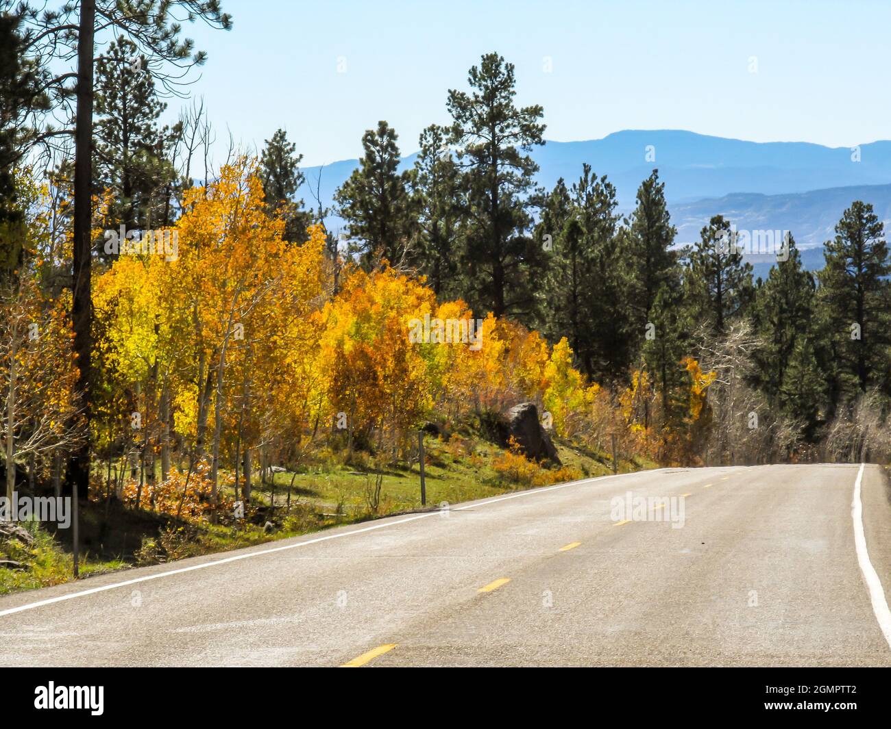 Highway lined with Aspen in their golden fall colors and tall fir and pine trees Stock Photo