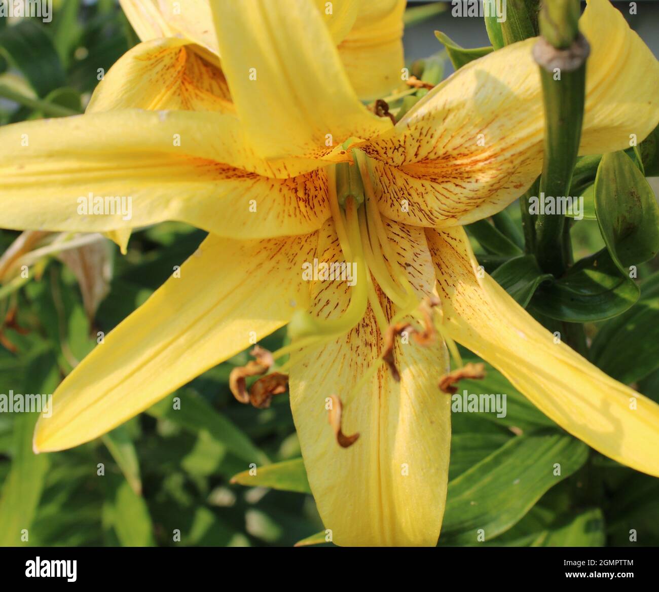 Yellow day lily flower. Stock Photo