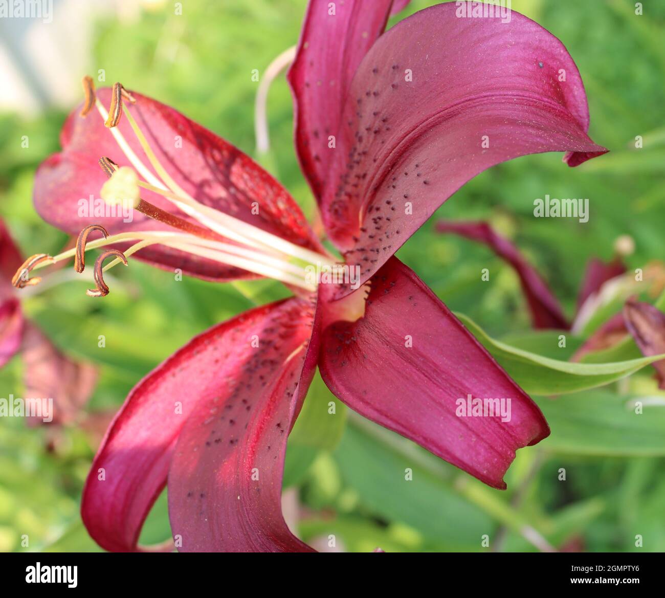 Pink Lily flower. Stock Photo
