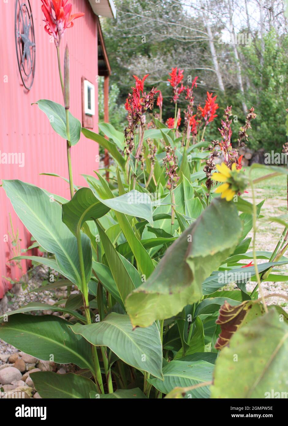 Cannas flowers along a red barn. Stock Photo