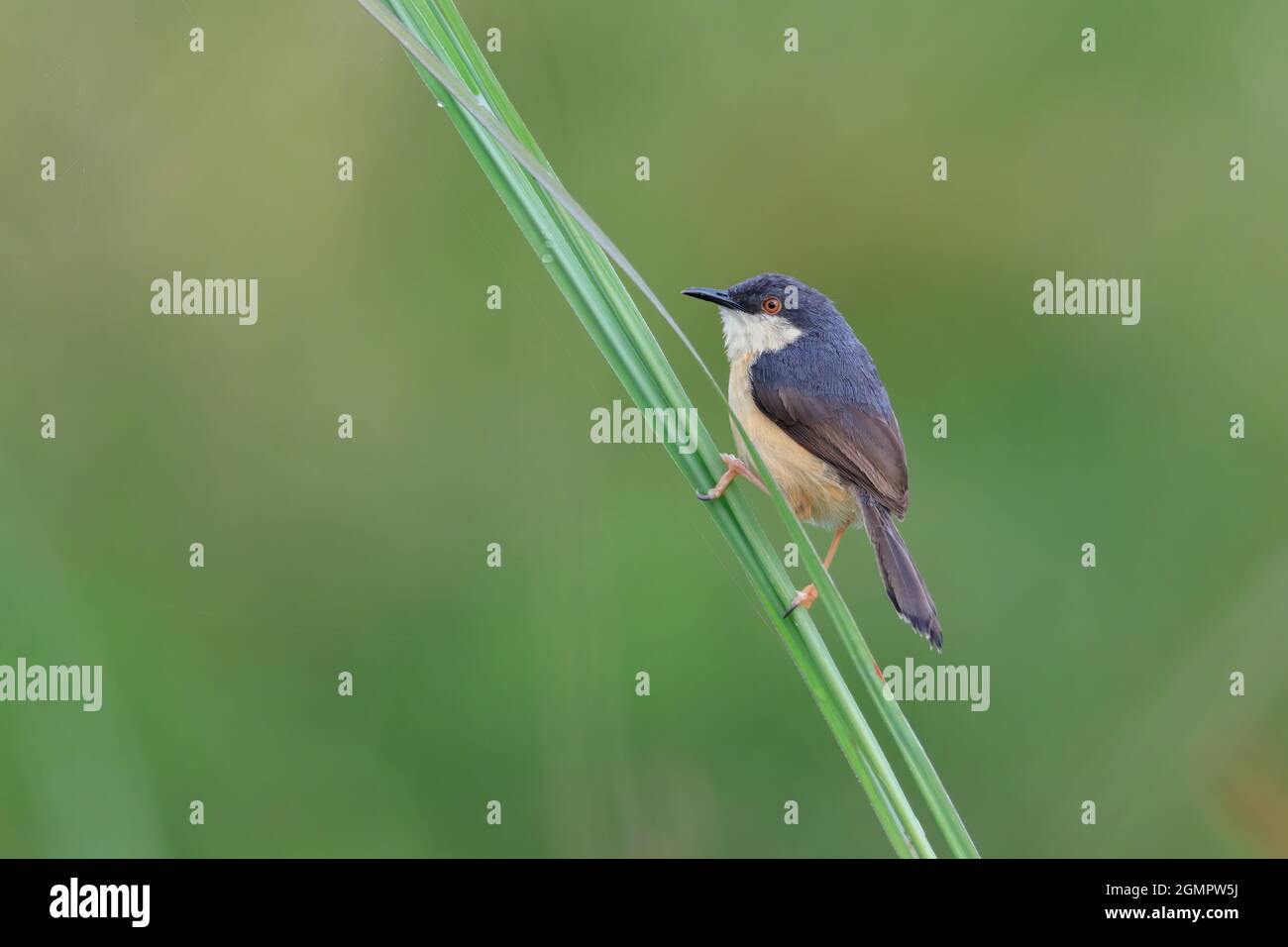 Ashy prinia or ashy wren-warbler (Prinia socialis) blurred background Stock Photo