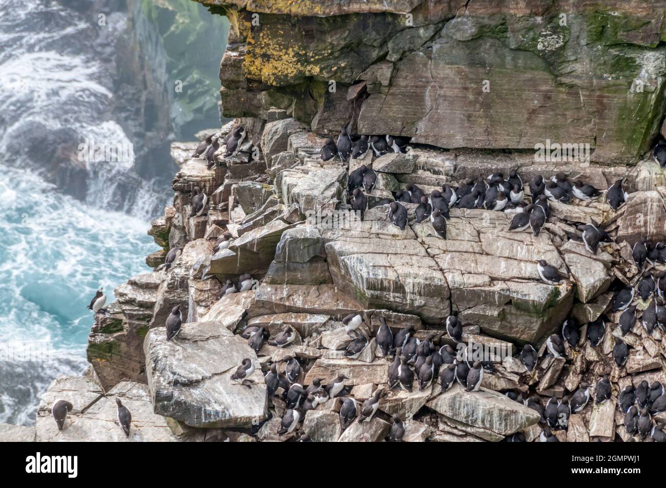 Common murre or guillemot on the cliffs at the Cape St. Mary's Ecological Reserve in Newfoundland, Canada. Stock Photo