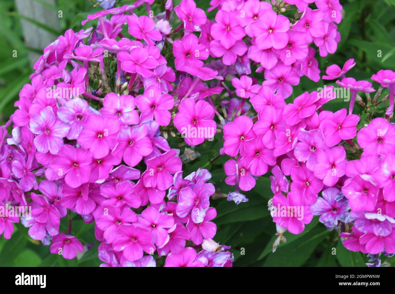 Purple hanging flowers hi-res stock photography and images - Alamy