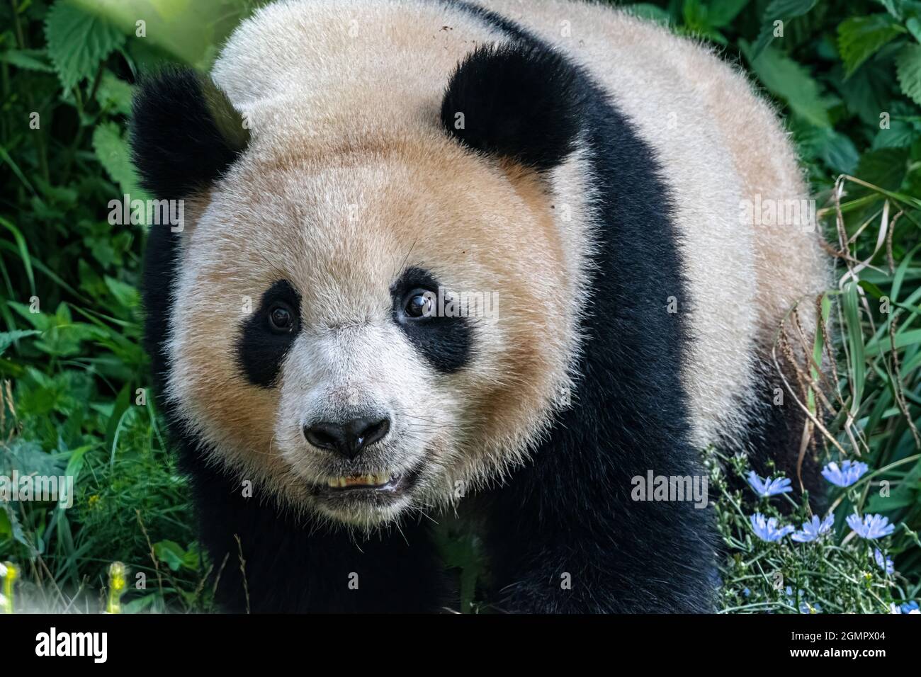 Portrait of a giant panda (Ailuropoda melanoleuca) Stock Photo