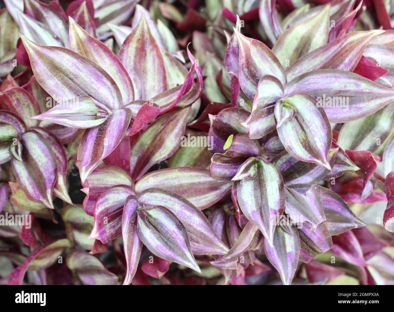 Zebrina Pendula also known as a Wandering Jew inch plant. Stock Photo