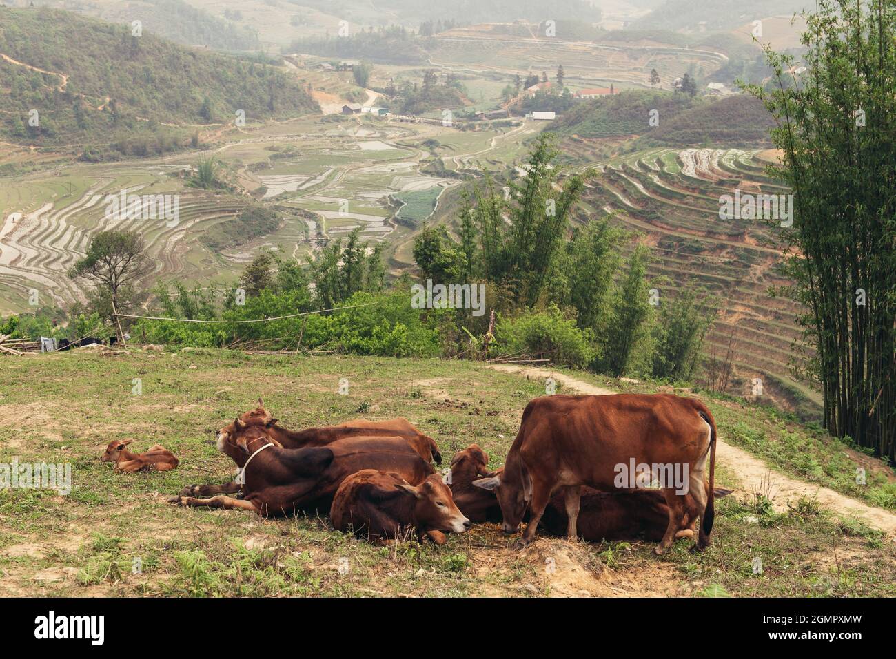 buffalo on the rice field. Vietnamese village, domestic animals on rice ...