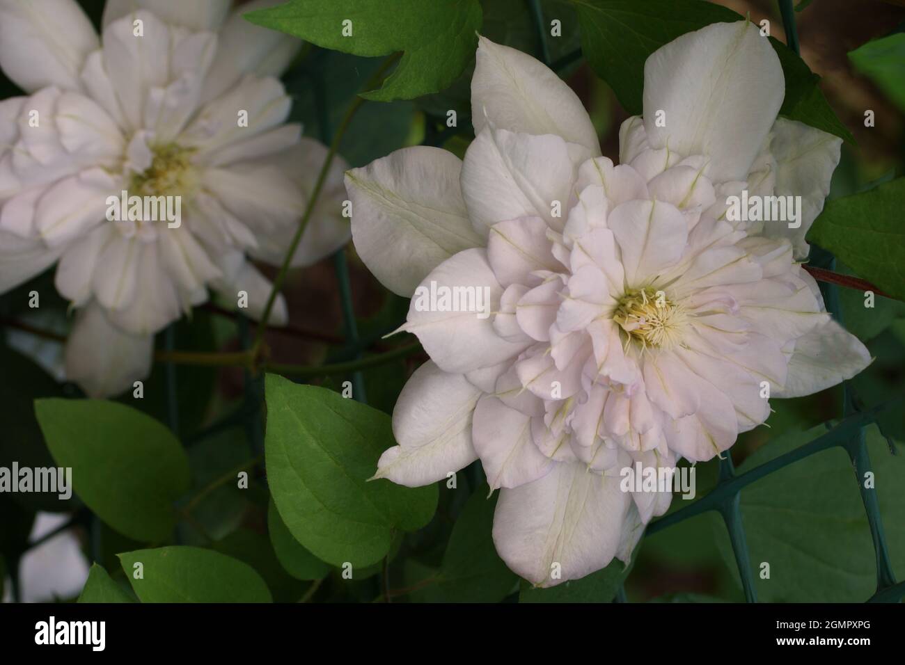 Flower double pink clematis close-up. Flower Clematis varieties Innocent Blush Stock Photo