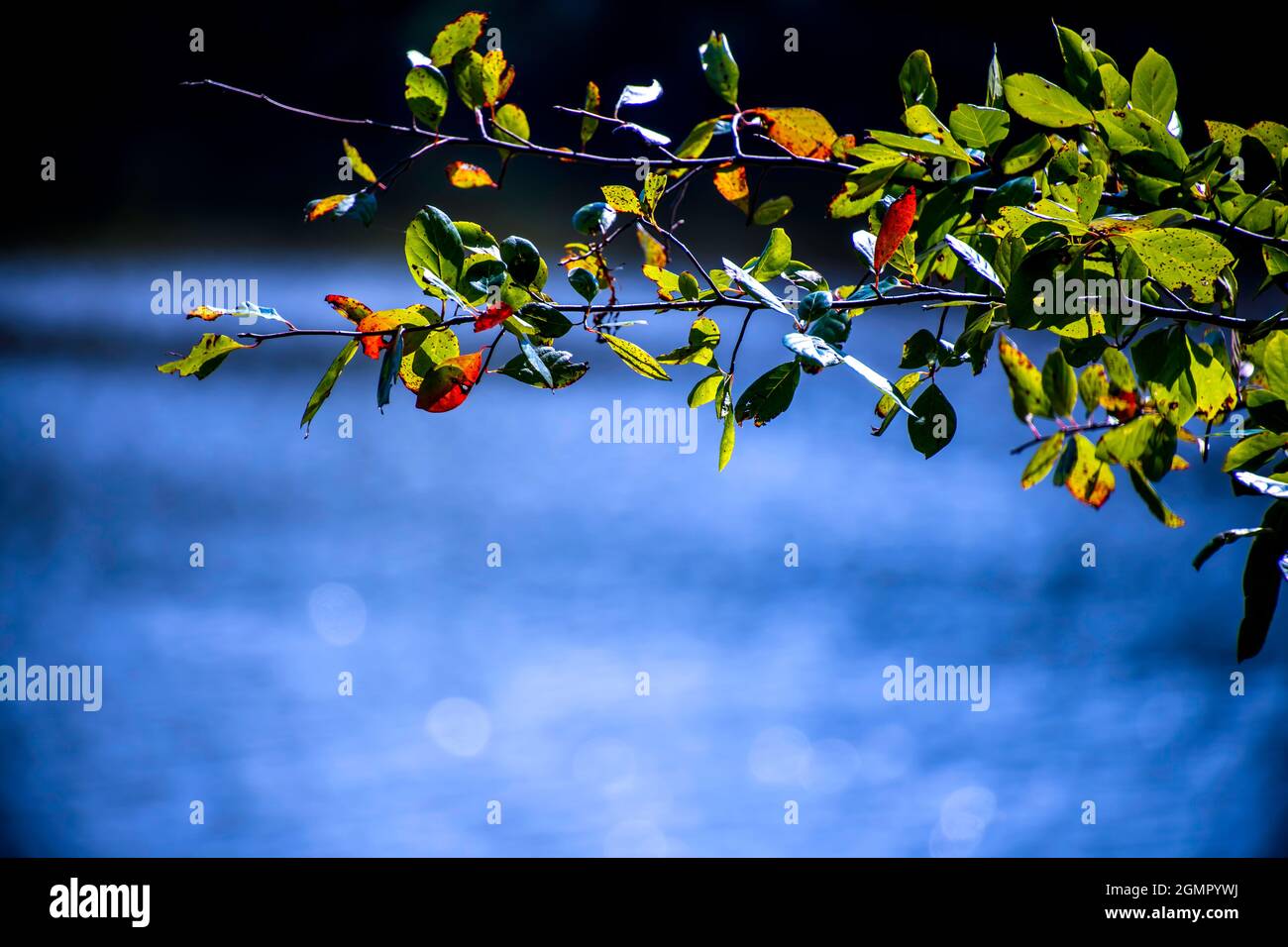 Fall foliage calendar hires stock photography and images Alamy