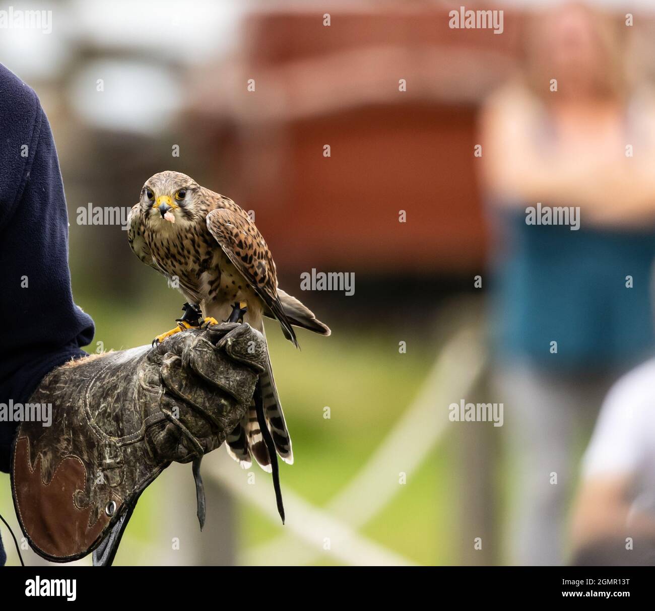Wildbird clearance peregrine sling
