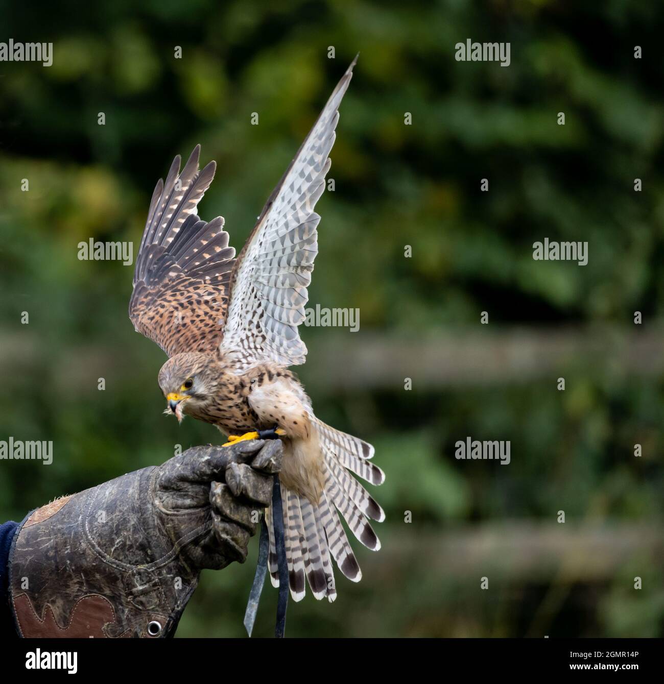 Falcon Train High Resolution Stock Photography and Images - Alamy