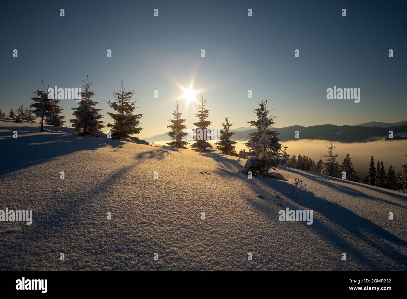 Amazing winter landscape with pine trees of snow covered forest in cold ...