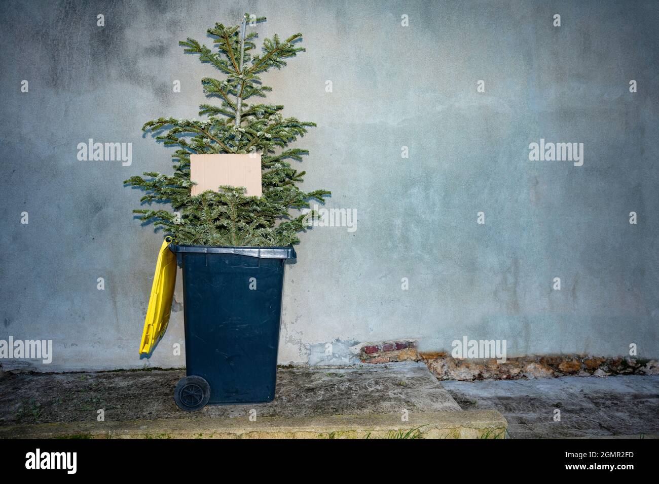 Christmas tree in bin with copy space cardboard Stock Photo Alamy